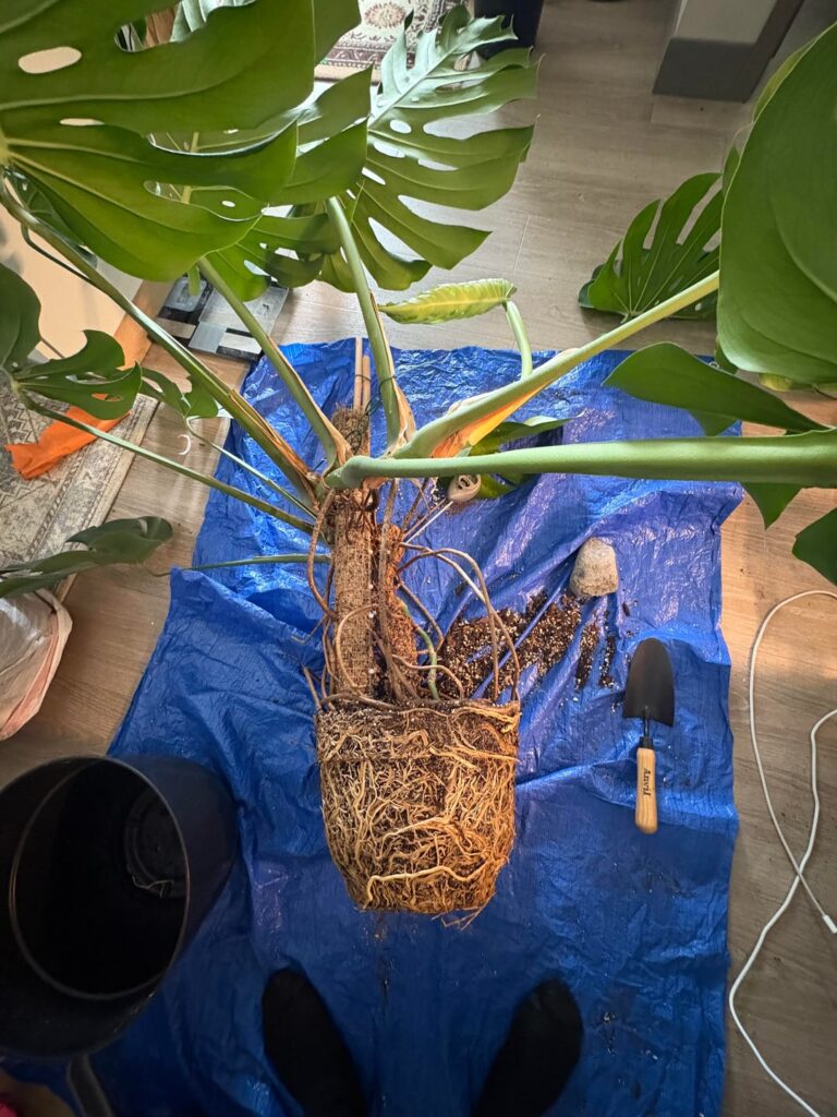 I was so scared to repot this lady but I succeeded.