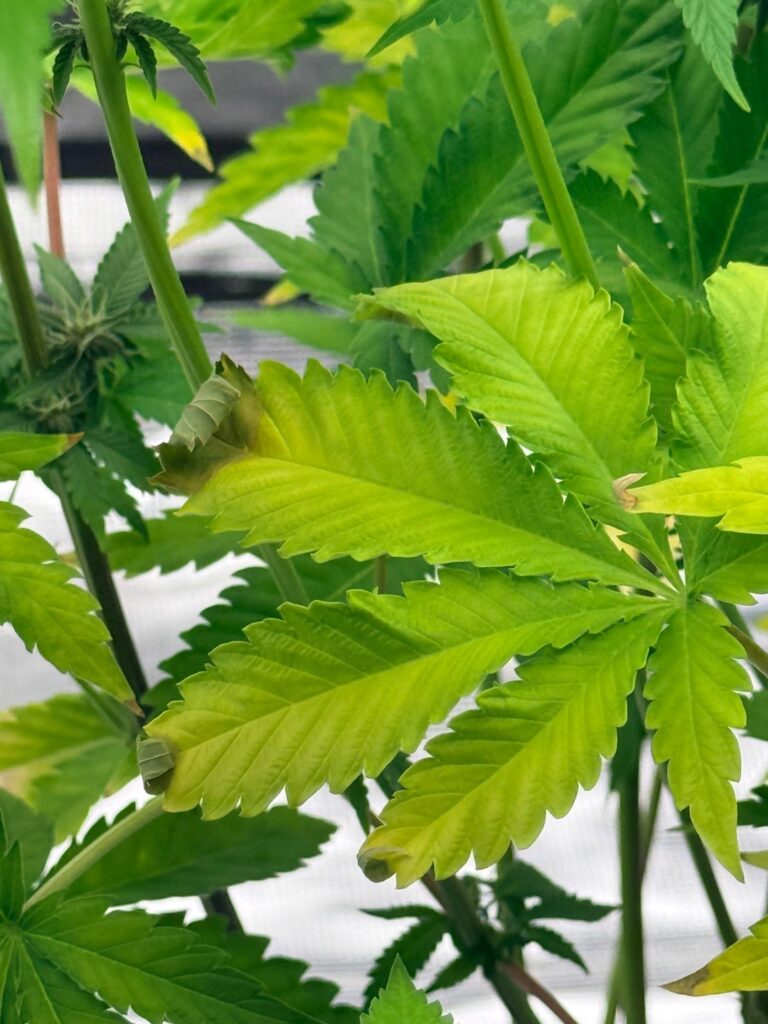 Needing some help doing my first cannabis. Im on my 2nd week of flowering the leaves on the tips are curling and yellow turning. It’s not at the top of the tree but it’s in the middle. Can I please get some help