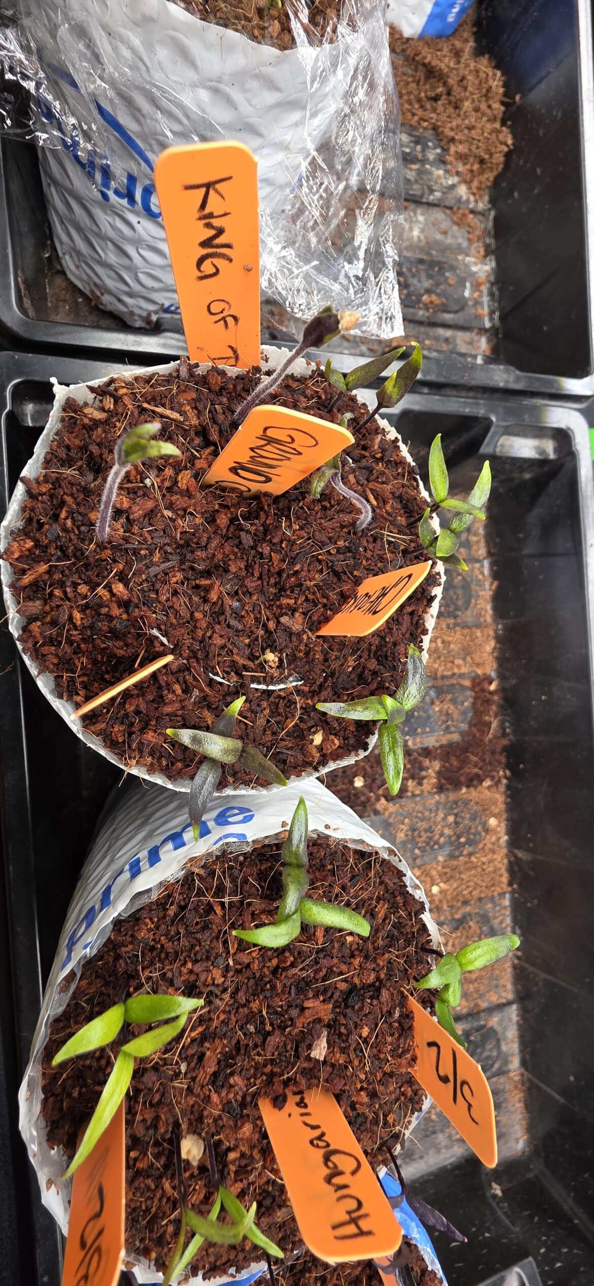 Help with my seedlings! Help with my seedlings!
