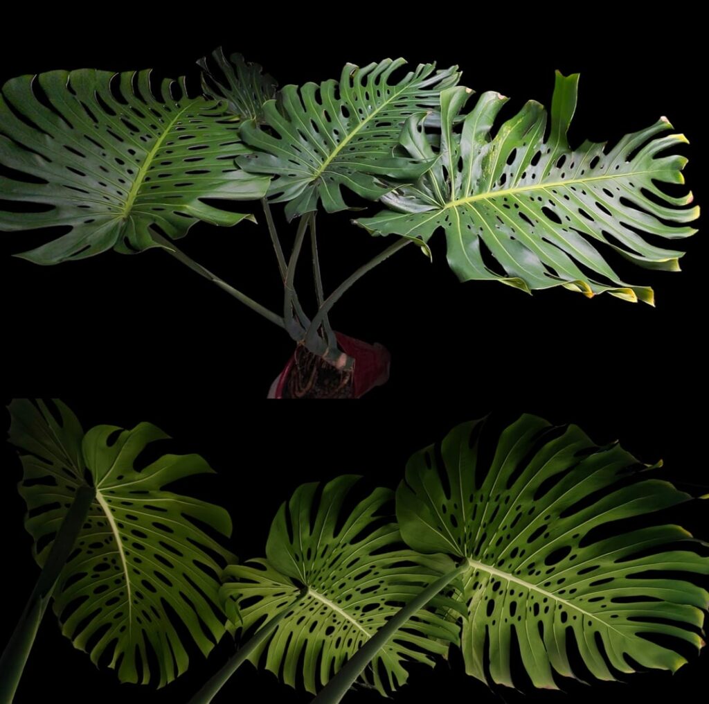Largest Monstera top cutting I’ve ever taken – 2 months in. Largest Monstera top cutting I’ve ever taken – 2 months in.