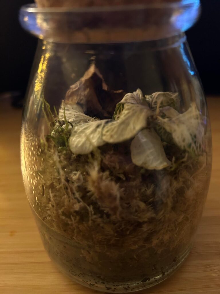 Rescued terrarium- need advice