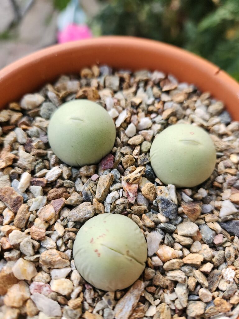 Are these guys starting to sheath over?