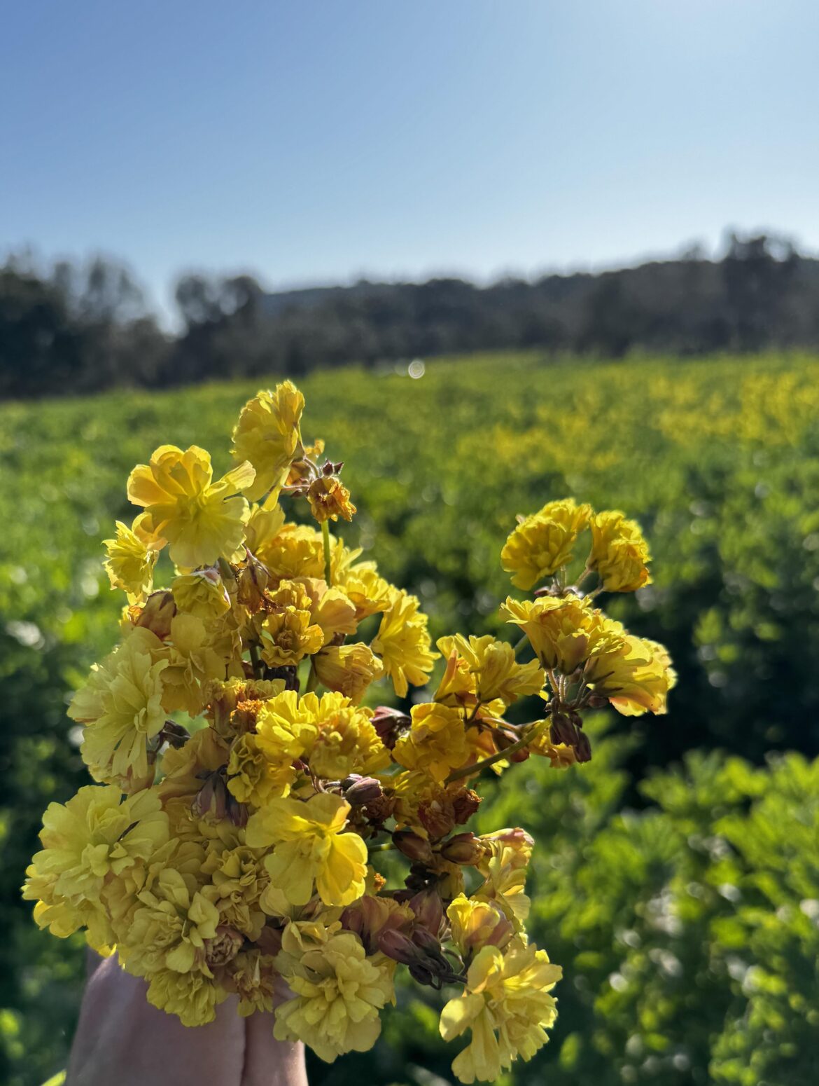 Flowers and stem taste sour. What is its name? Location Izmir, Turkey