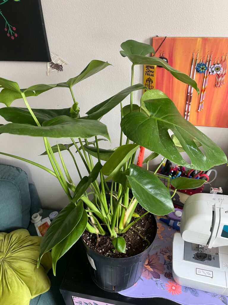 How many individual plants did I end up with?? How many individual plants did I end up with??