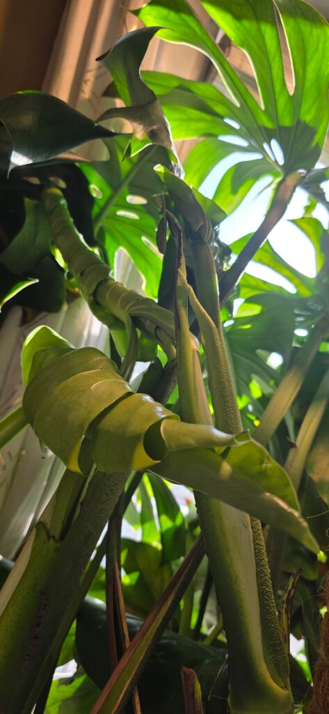 4 New Leaves