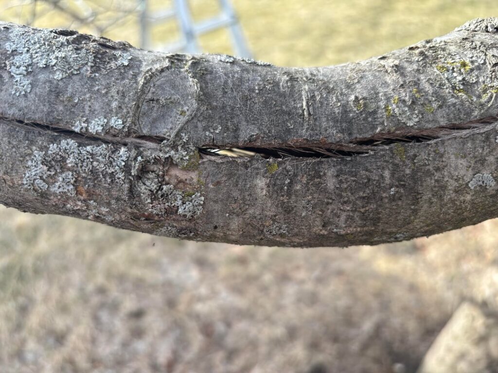 Apple tree winter damage
