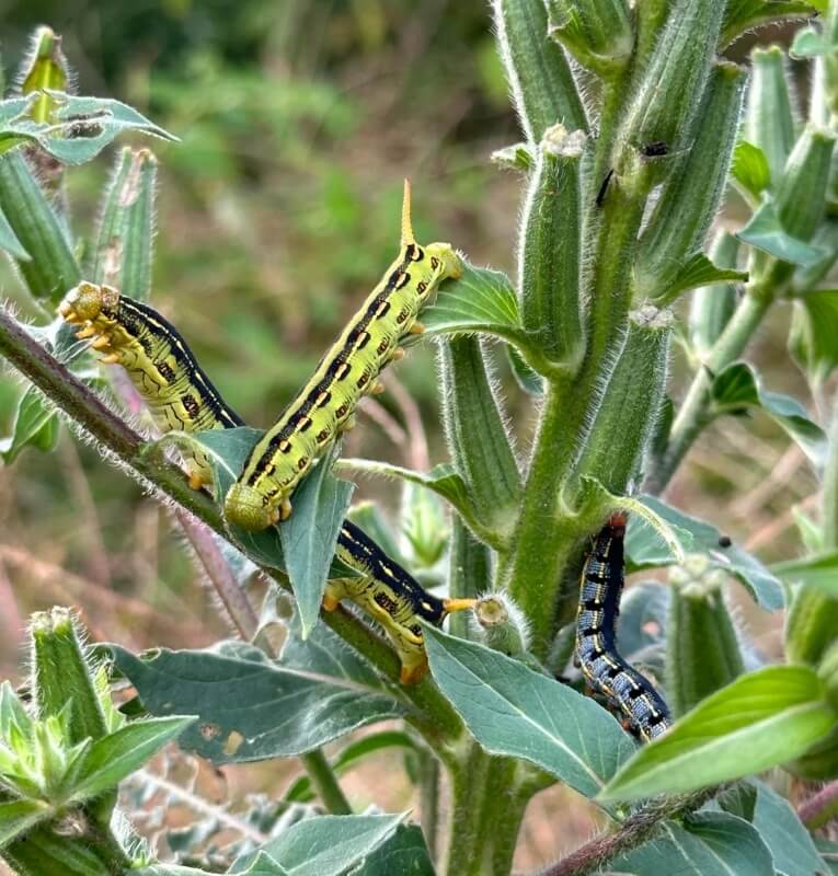 One gardener's laidback approach certainly paid off in the form of some entertaining visitors as they shared in the r/fucklawns subreddit.