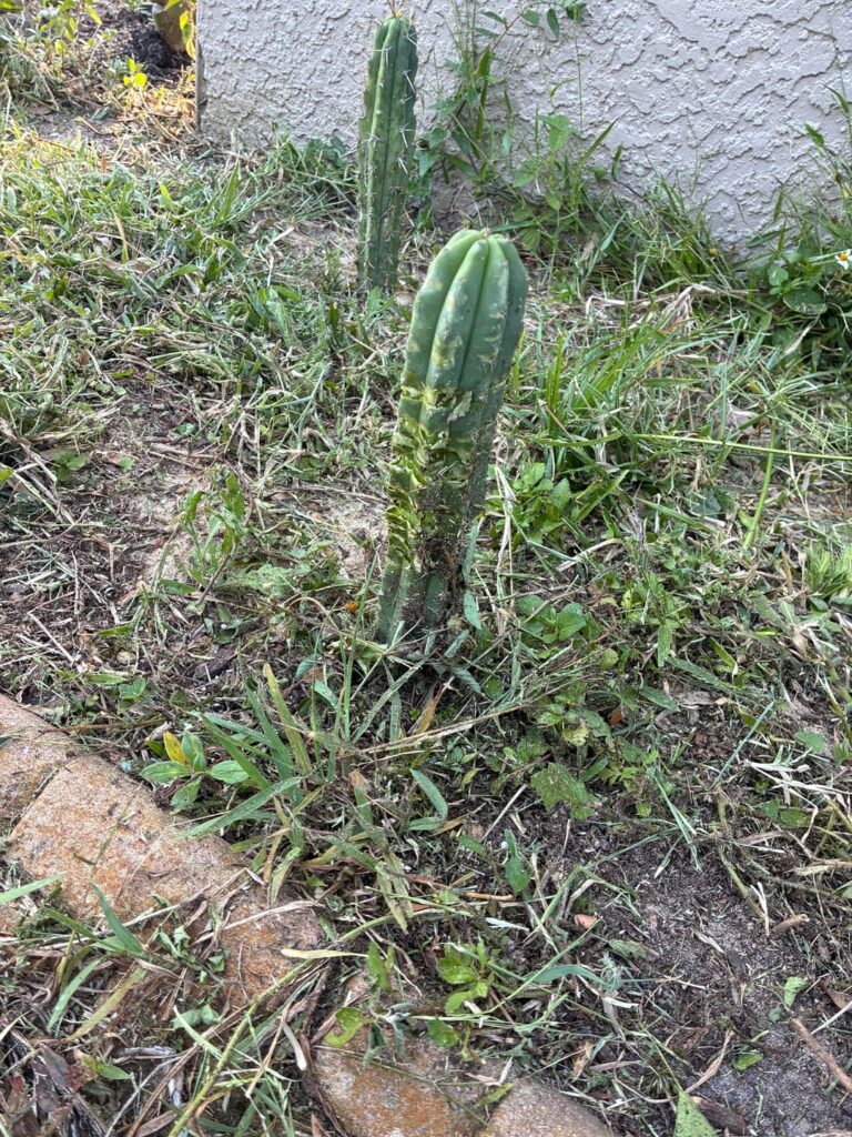 Look what they do to my boys