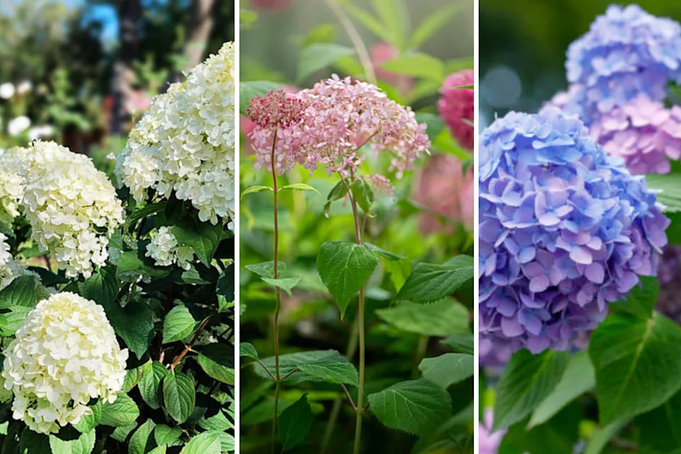 Hydrangea paniculata, hydrangea arborescens and hydrangea macrophylla (L-R) all have different pruning rules.