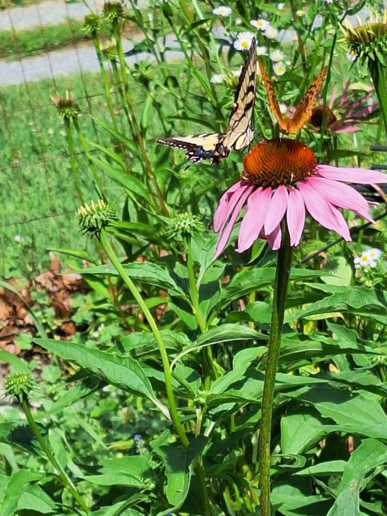 Not so native Coneflower Not so native Coneflower