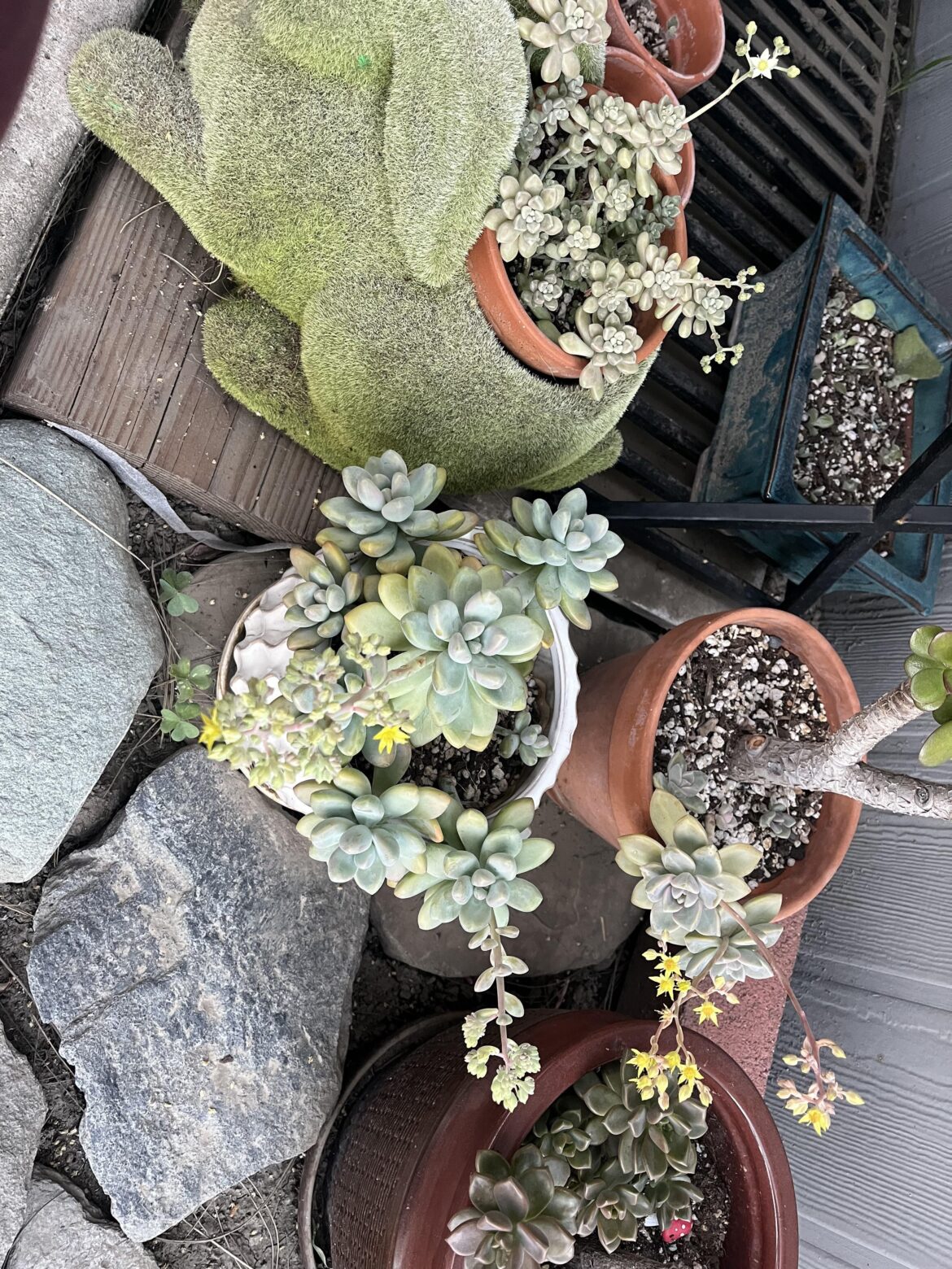 Some of my succulents blooming ☺️