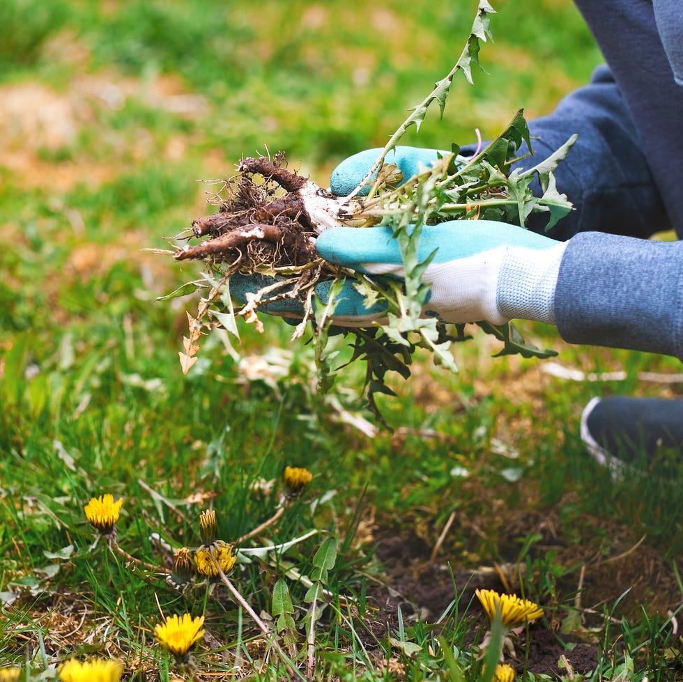 person tidying spring garden