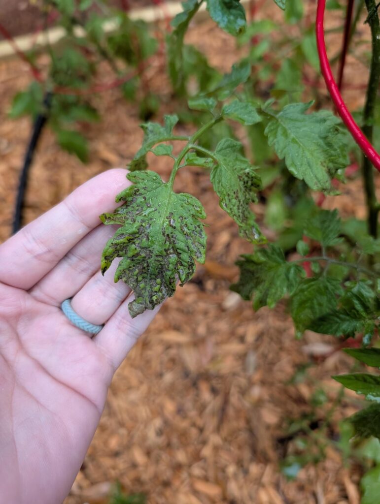 Plant leaves look wrong