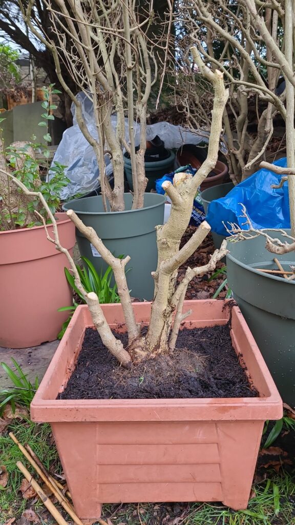 Yamadori privet collection