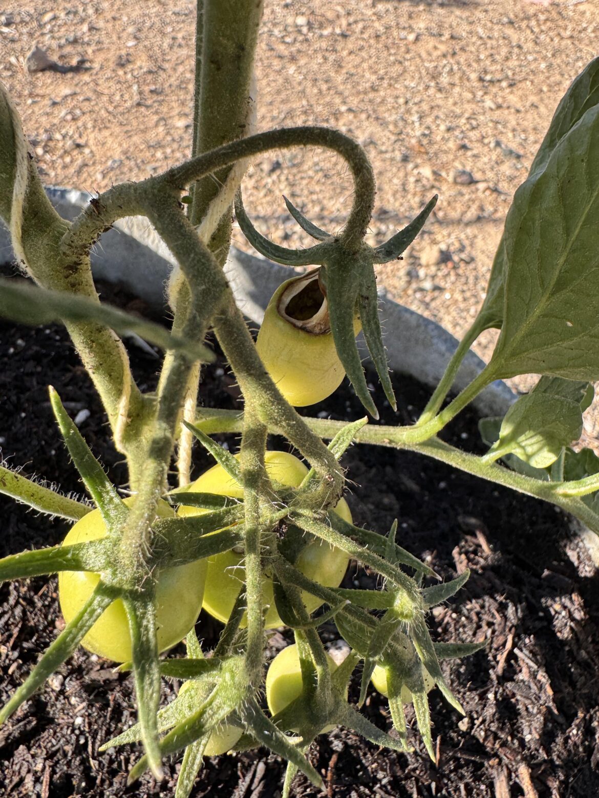 What is my enemy here?