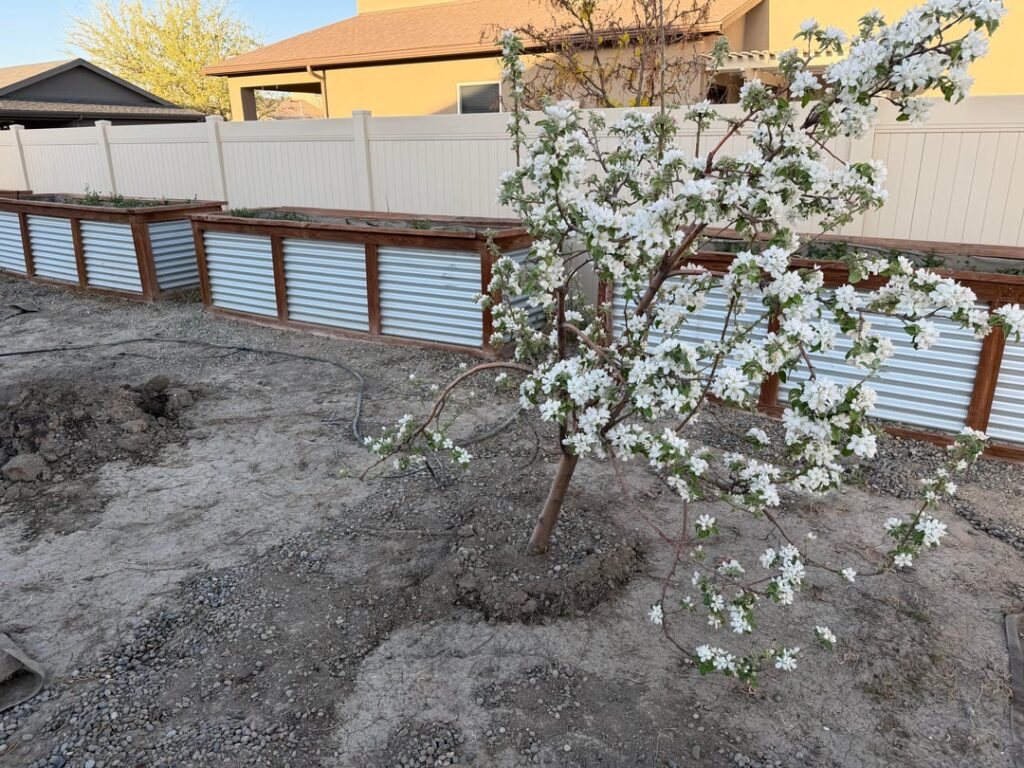 Leaning Apple Tree Leaning Apple Tree