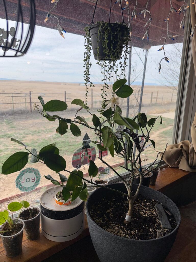 Lime tree π³ Lime tree π³