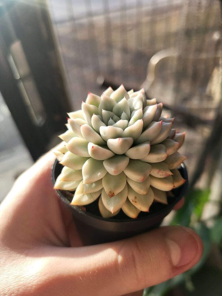 My favourite Echeverias