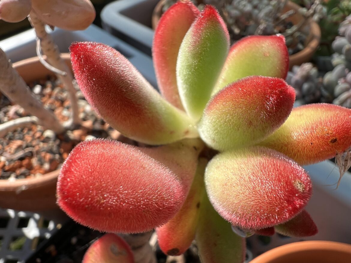 I didn’t expect the hairs to be turning red but the leaf underneath