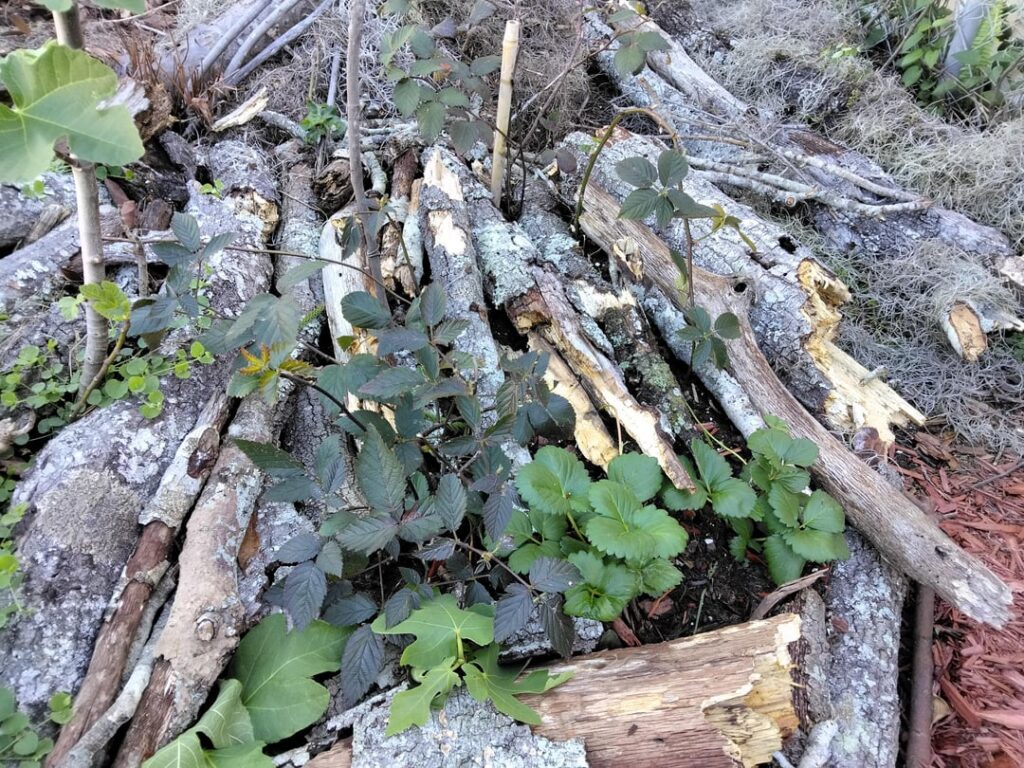 early this morning with my baby Sweety Pie Blackberry bramble-vines: I just planted in March / zone 9 central Florida gulf coast area - (plants);