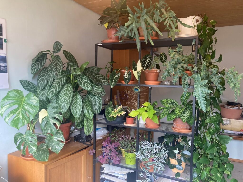 43 thrips infested plants