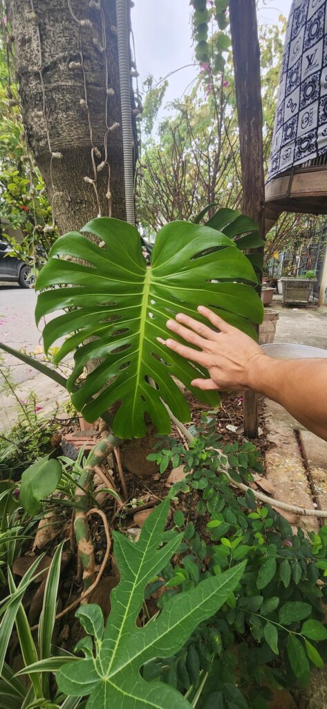 My lastest leaf after months of recovering