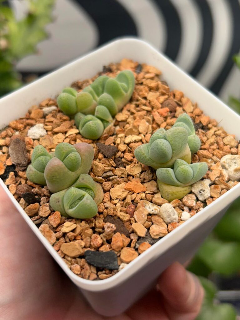 Cheiridopsis verrucosa SB2198