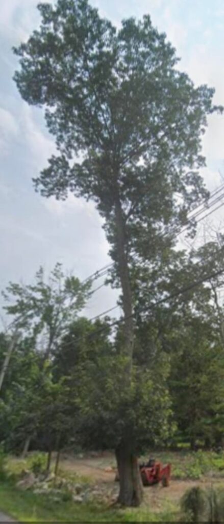 Aborist cut wrong tree