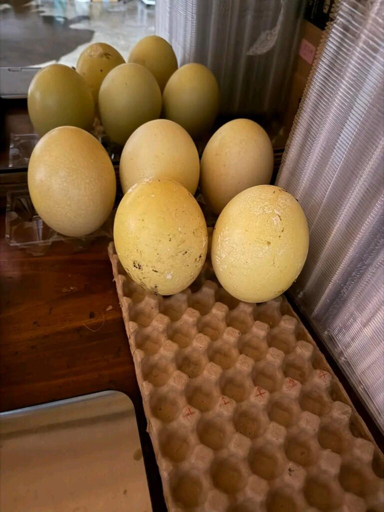 fertile rhea eggs should be the new topic