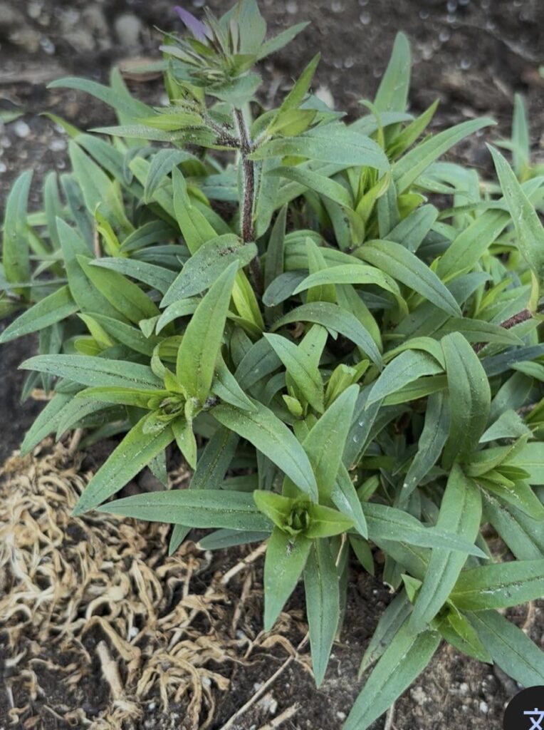 Is this Aster or a weed?