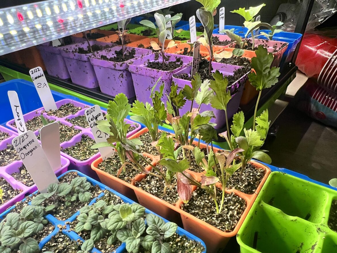 Wha to do with my cilantro seedling, and oregano? Wha to do with my cilantro seedling, and oregano?