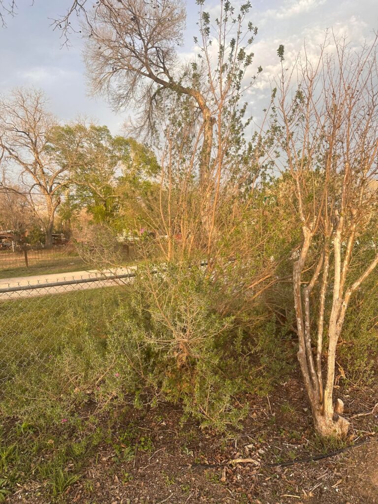 Is it too late to prune back this Texas Sage?