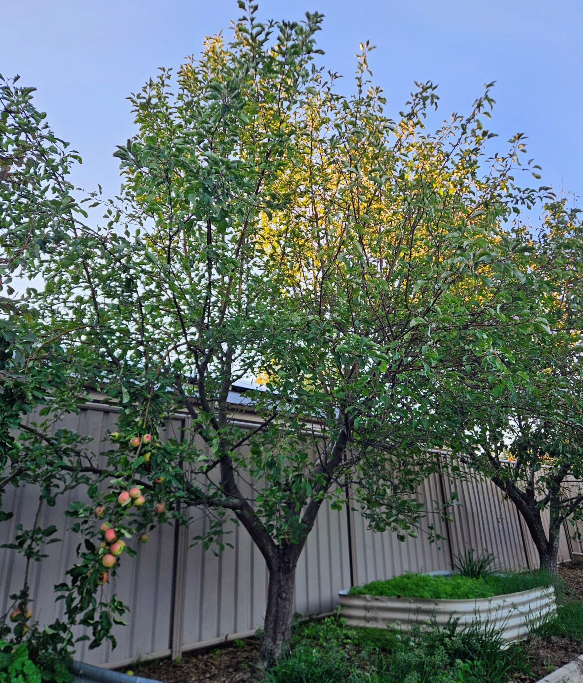 How to prune this overgrown apple tree?