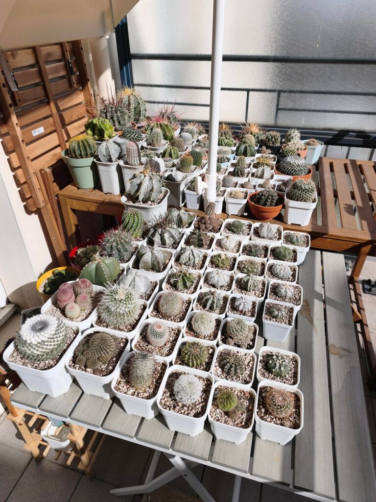 My balcony full of cactus