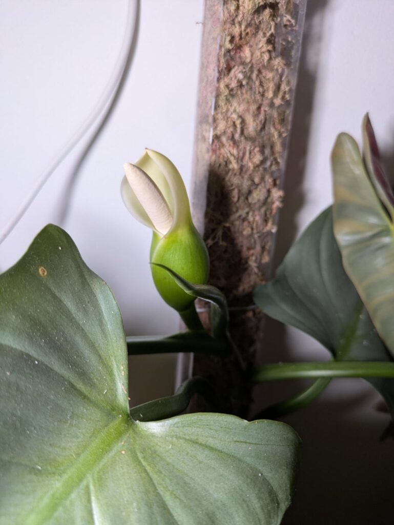 cut my p. silver sword bloom off now it's flowered?