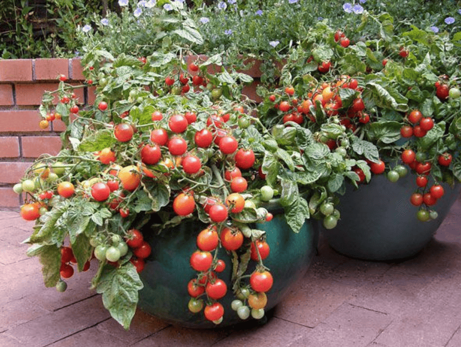 University of Nevada, Reno Extension offers gardening tips University of Nevada, Reno Extension offers gardening tips