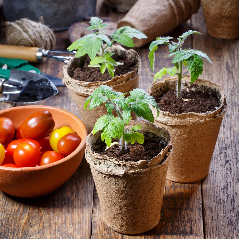 young tomato seedling sprouts in the peat pots gardening concept