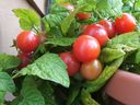 There are many types of 'micro' tomato plants available that are suited to container gardens in tight urban spaces.