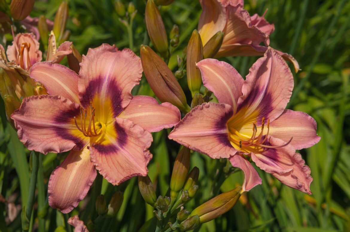 32 Low-Maintenance Plants You Should Grow in Your Garden This Season
