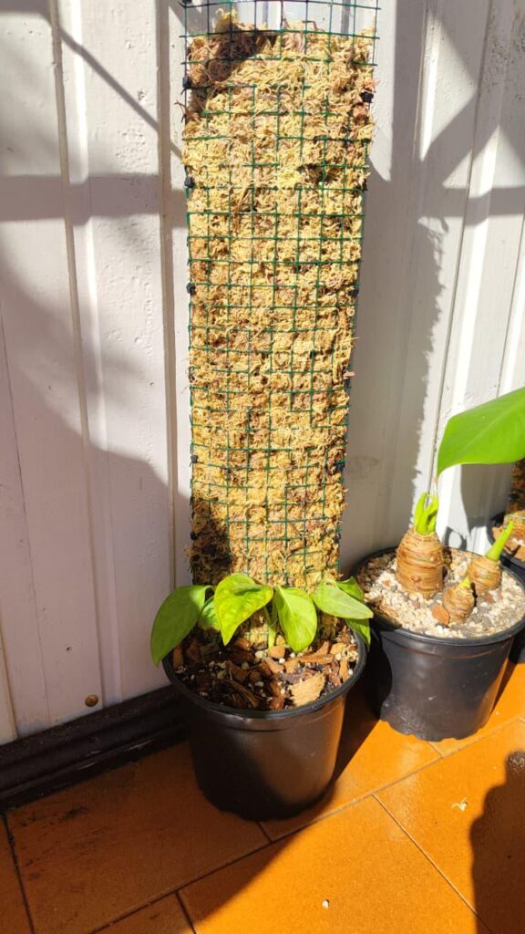 How can I avoid overwatering the substrate when watering moss poles? How can I avoid overwatering the substrate when watering moss poles?