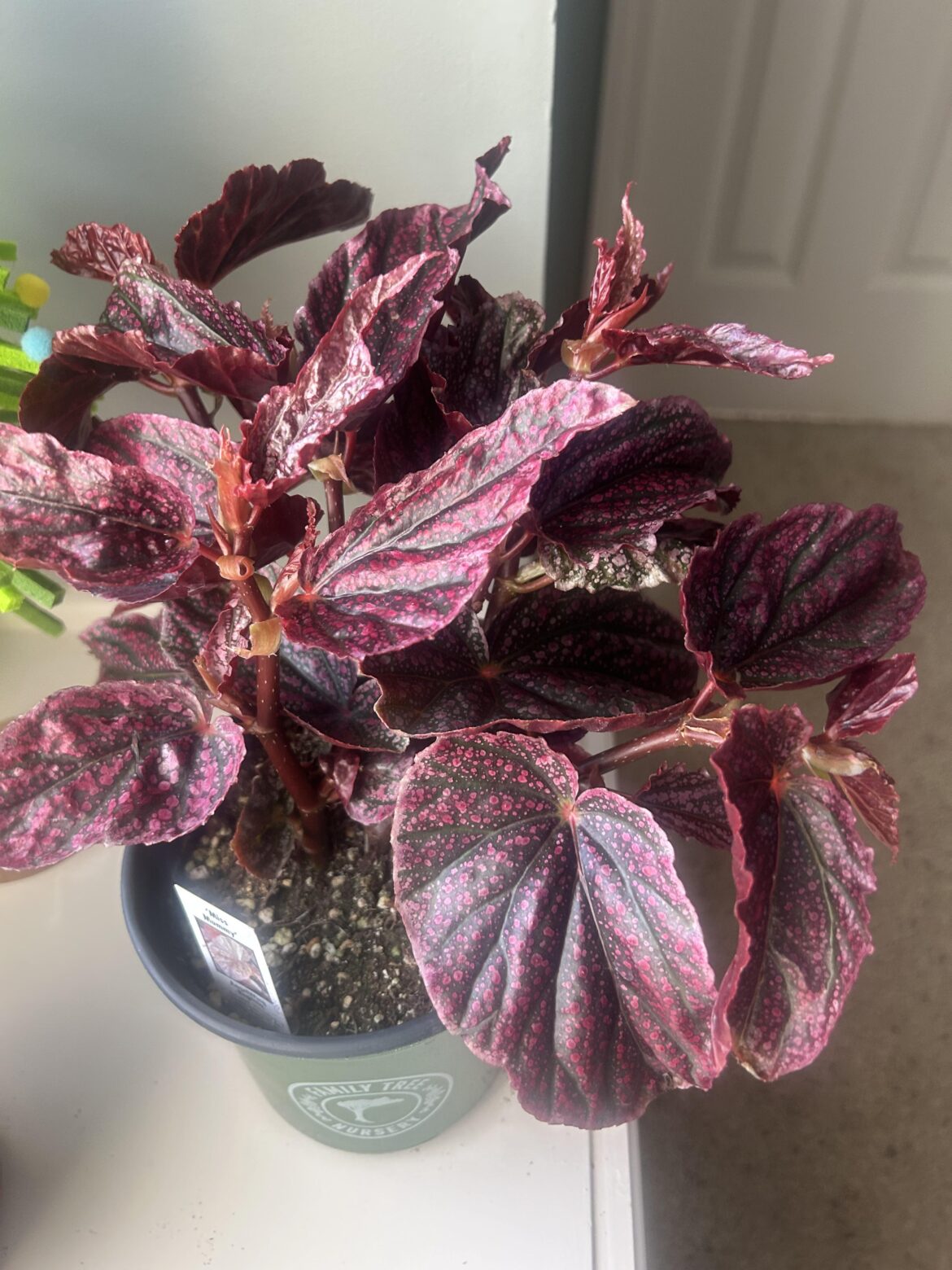ID?