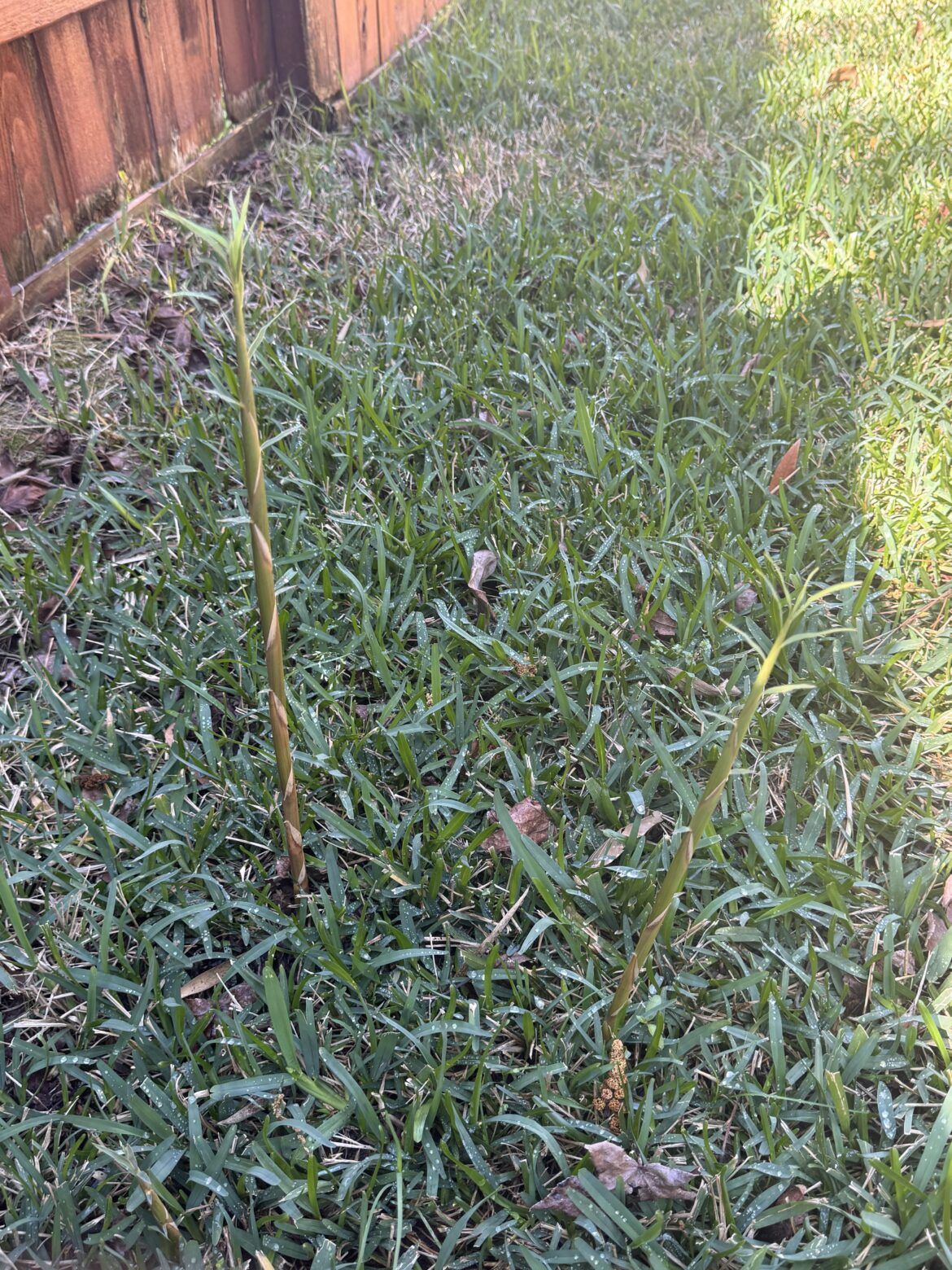 What are these things growing in my lawn? [Zone 9b]