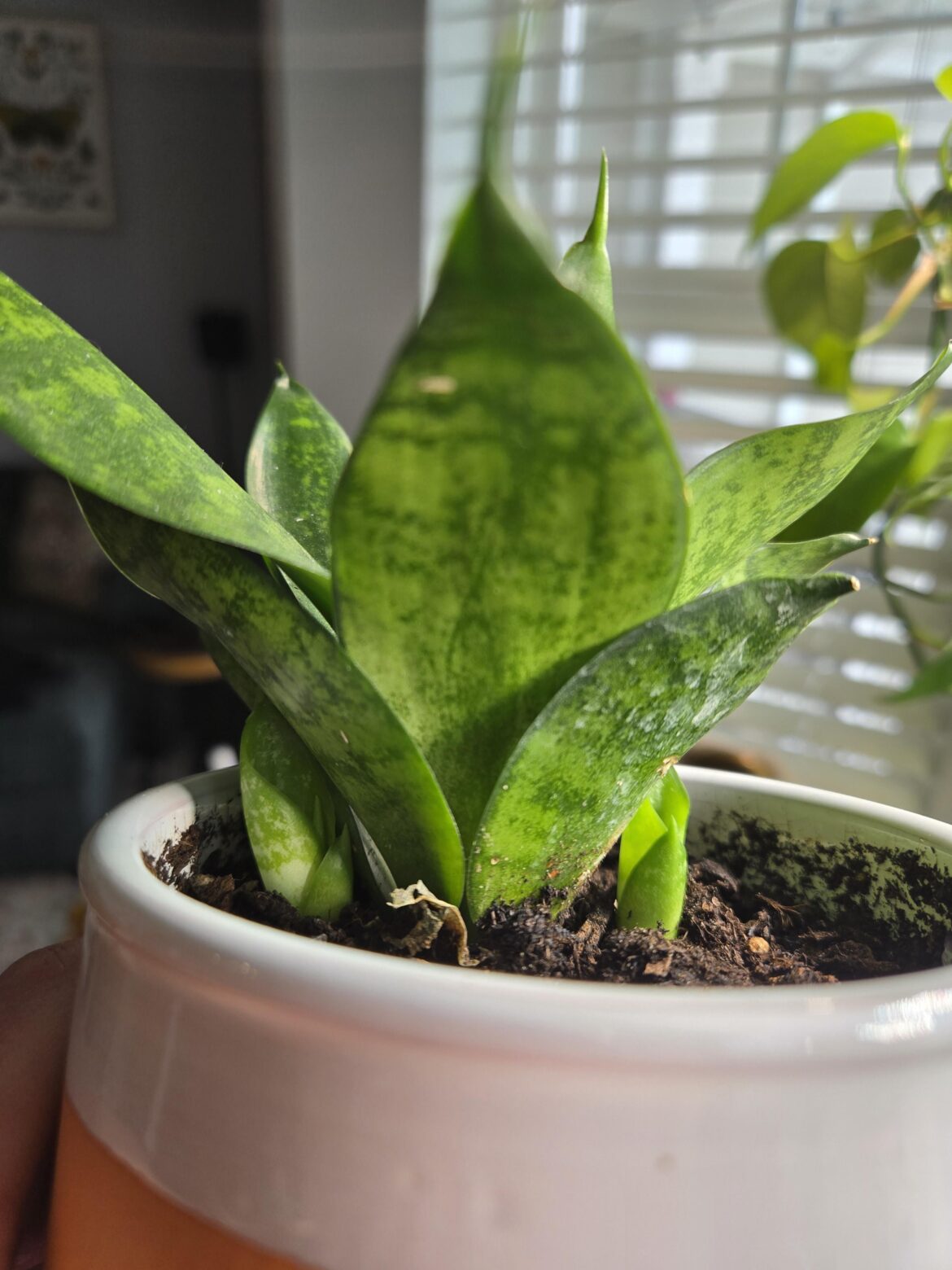 Babies!