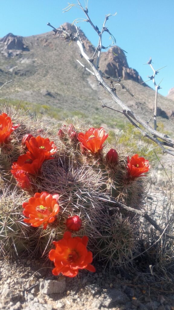 Dona Ana Mountain Cacti