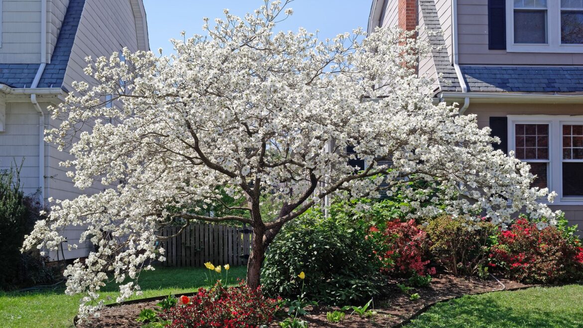 Shape up your garden: 7 trees to prune in March