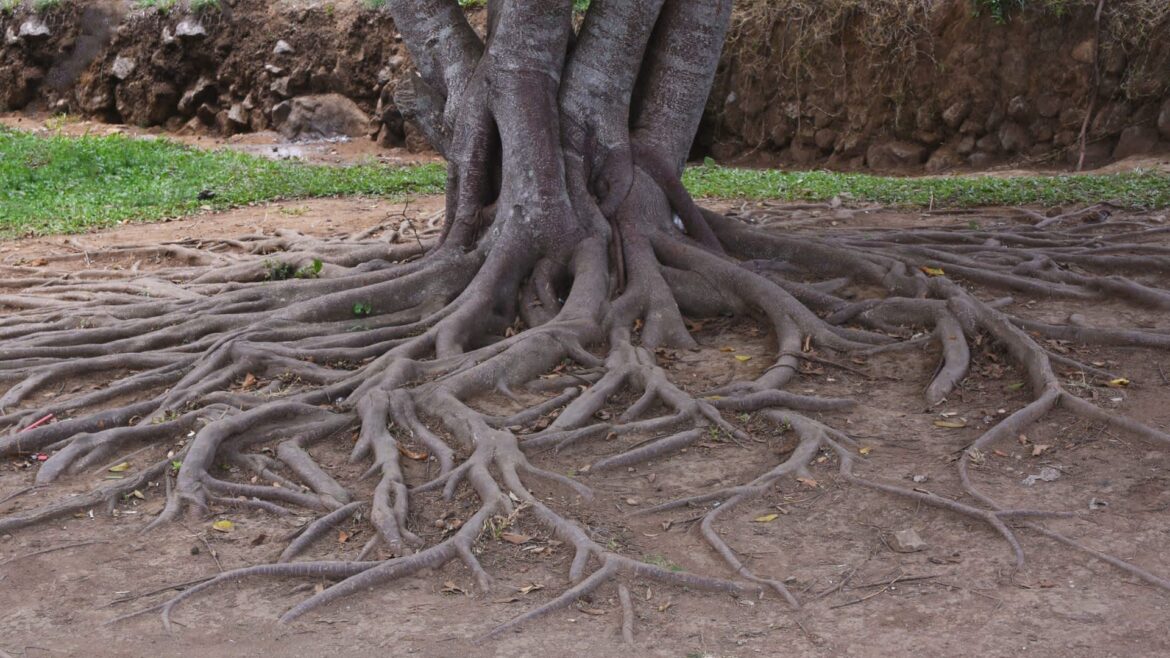 ‘Just an all around bad situation’ A Redditor's PSA has some tree care tips that can help gardeners and homeowners keep their trees alive and healthy for as long as possible.