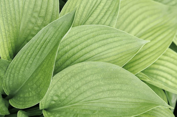 Trex Hosta