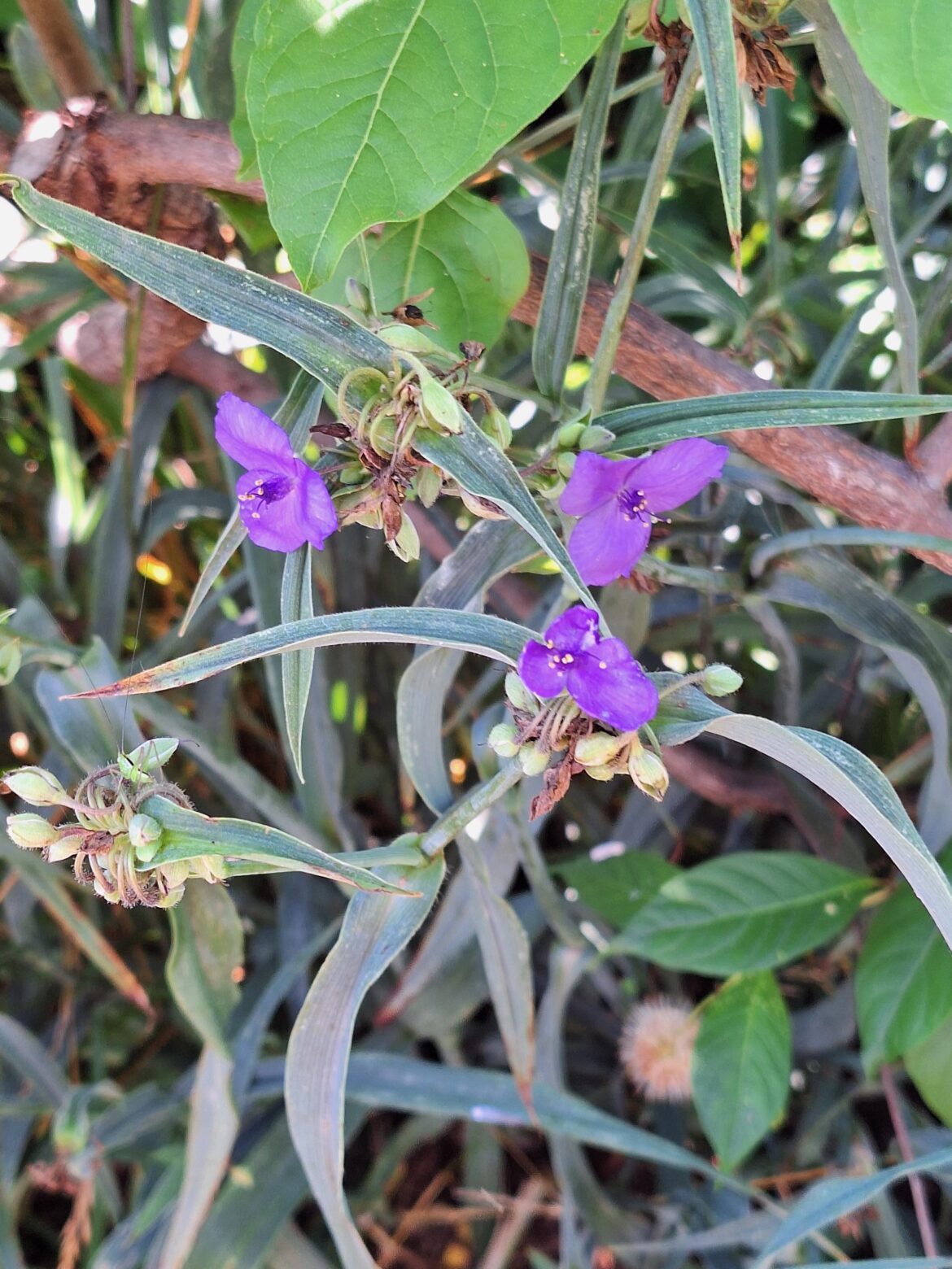Spiderwort