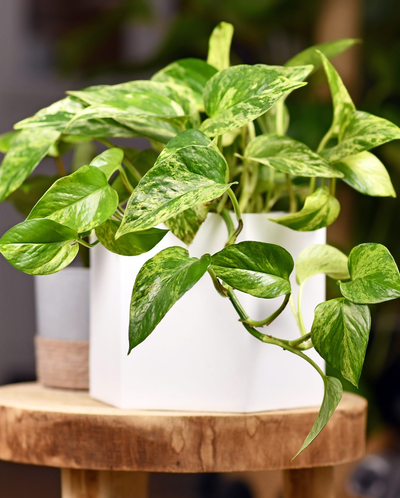 plants that grow from cuttings pothos