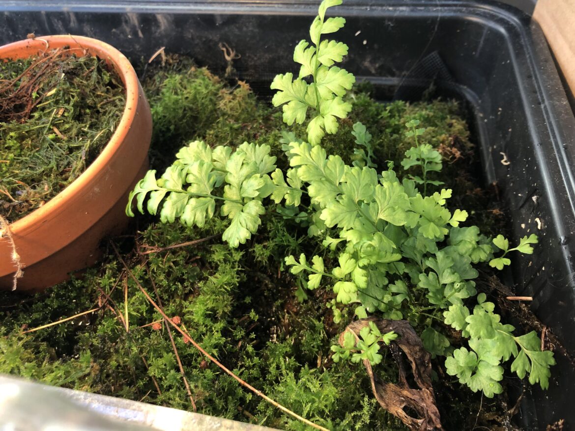 Growing from my sphagnum moss. The moss was collected locally (UK) so possibly a native?